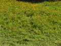 آلاله رونده